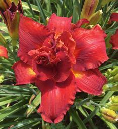 HTJOJF RED DOUBLE AHS